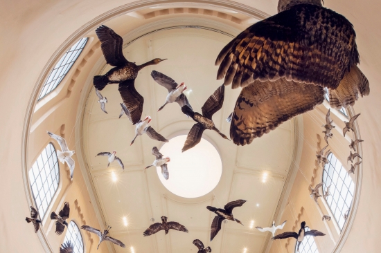 The birds, in the main staircase birds are suspended from the ceiling, giving the impression they are flying in the sky
