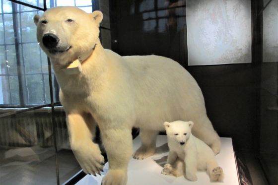 isbjørn mor og barn