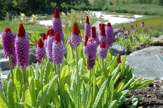 Primula vialii