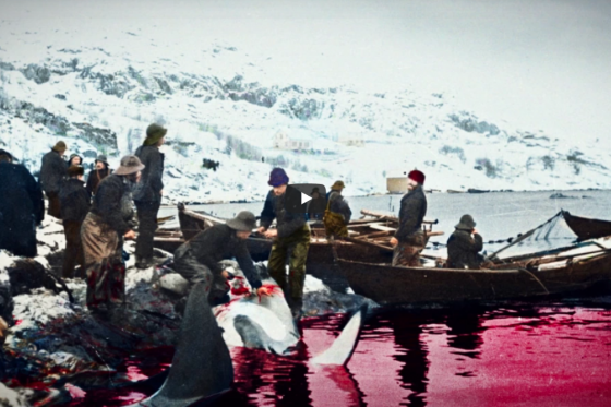 Skjermdump fra film om hvalfangst