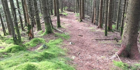 Morenen på Fanafjell