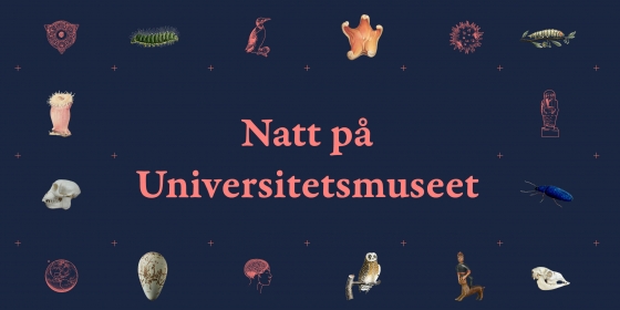 Natt på universitetsmuseet