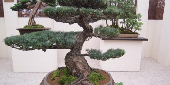 Bonsai