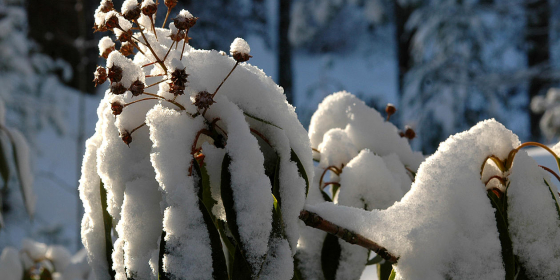 Snø i Bergen botaniske hage