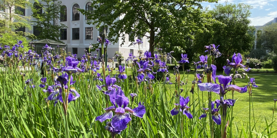 Sommer i Muséhagen