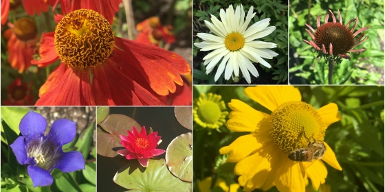 collage av blomster