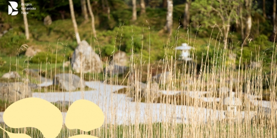 Landskap med siv i forgrunn. Logo: Bergen botaniske hage