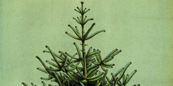 Juletre