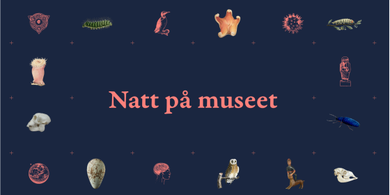 Natt på museet