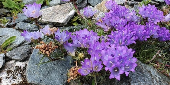 draianthus serbicus fra Serbiaekspedisjonen i 2019 .Berit Gehrke.
