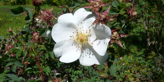 Hvit rose