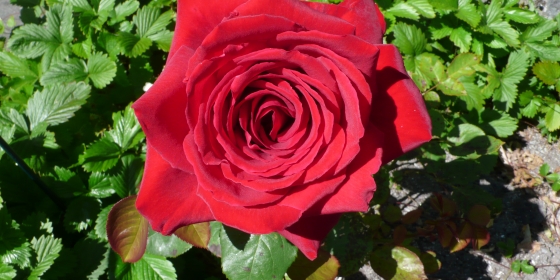 rød rose