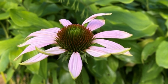 blomst