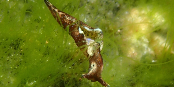 Elysia viridis, a photosynthetic animal (sea slug). Photo: Manuel A. Malaquias, UiB/UM