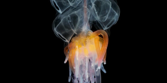 Physophora hydrostatica; the hula skirt siphonophore, is a spectacular widespread species also common in Norway.