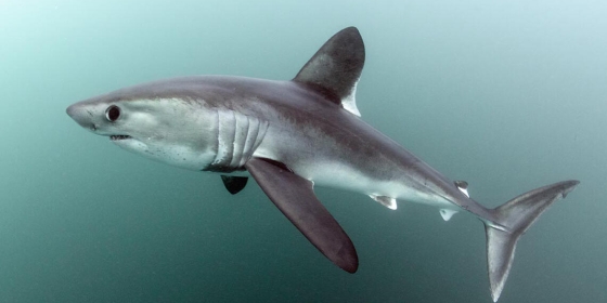 Håbrann (Porbeagle Shark), Lamna nasus: the largest pelagic predatory shark in Norway.