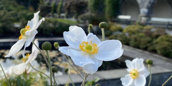 Blomst i Muséhagen