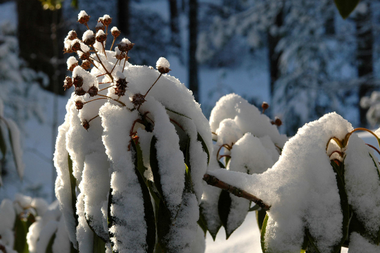 Snø i Bergen botaniske hage