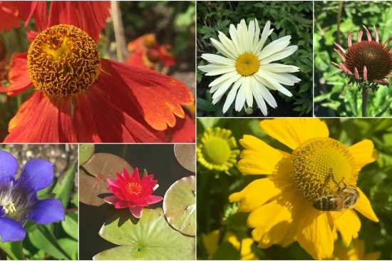 collage av blomster