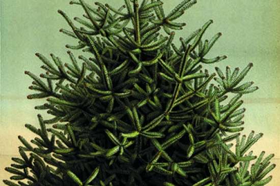 Juletre