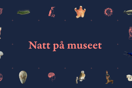 Natt på museet