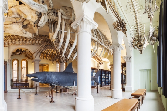The Whale Hall