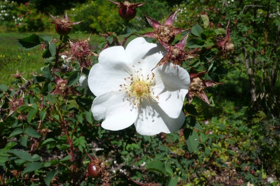 Hvit rose