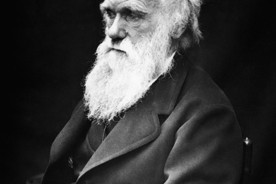 Stilisert portrett av Charles Darwin fra museets utstilling Ei verd av mangfald.