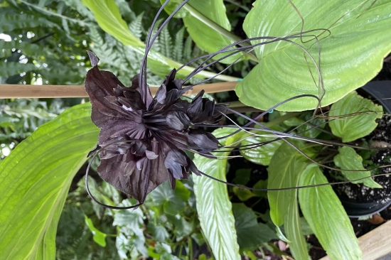 Flaggermusblomsten Tacca sp. i blomst  