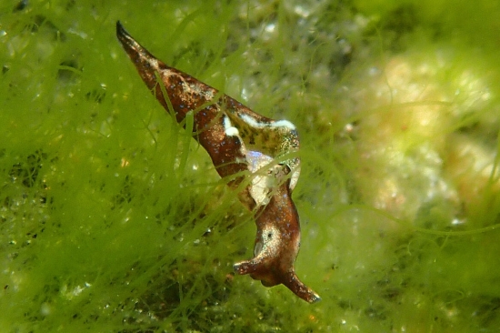 Elysia viridis, a photosynthetic animal (sea slug). Photo: Manuel A. Malaquias, UiB/UM