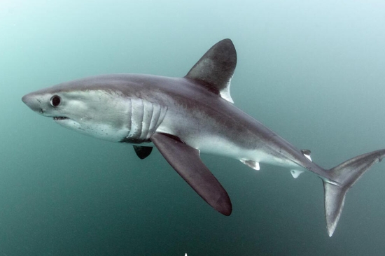 Håbrann (Porbeagle Shark), Lamna nasus: the largest pelagic predatory shark in Norway.