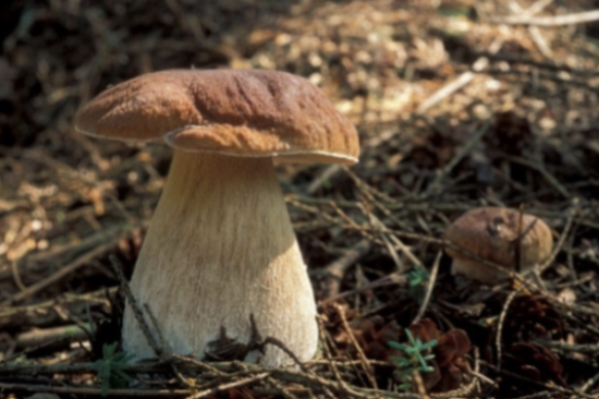 (Foto: Terhi Pousi, Universitetsmuseet)