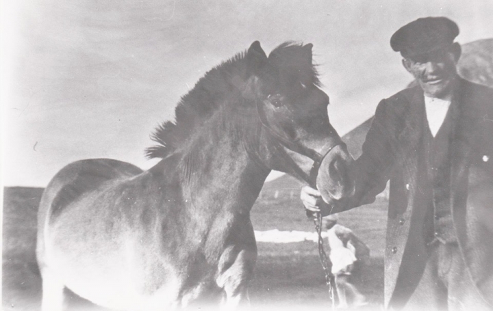 Hest i Grunnfør.