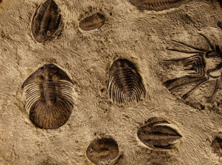 trilobitt fossiler