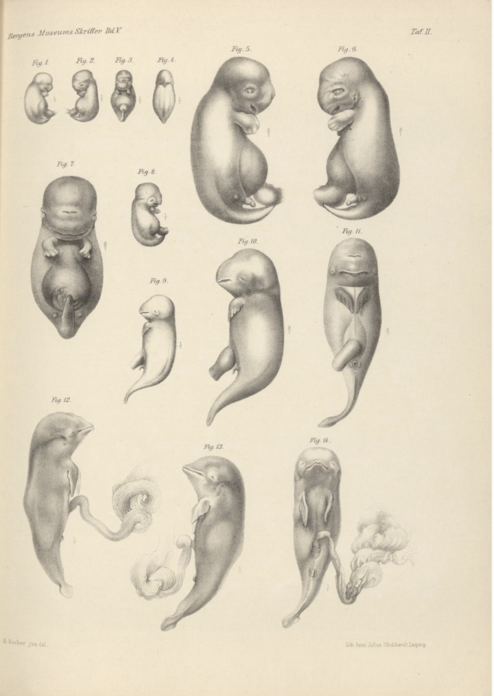 Embryo