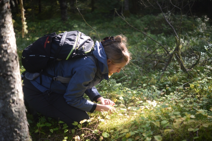 Årbok UM 2019 leter etter frø 