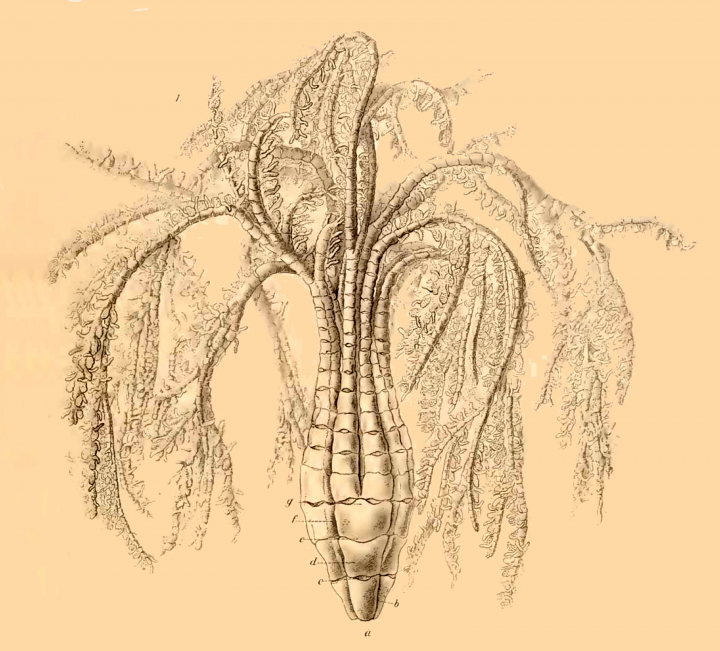 Bathycrinus carpenteri