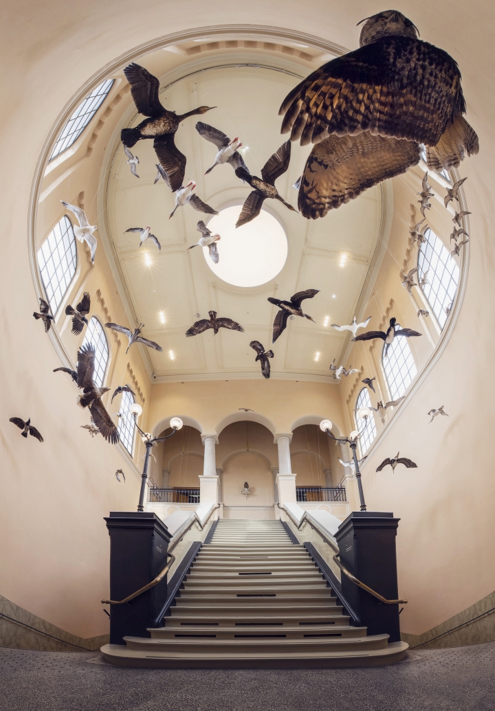 The stairwell, the air is filled with mounted birds and daylight light makes them pop