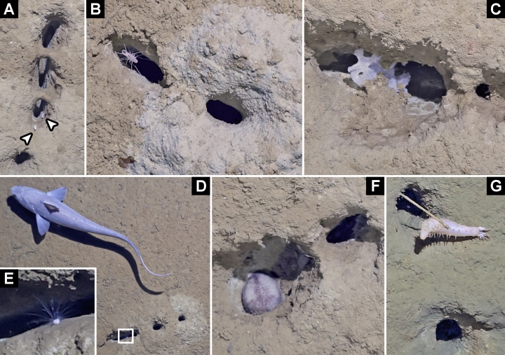 Brandt-etal_Figure2Burrow Users_V2.jpg