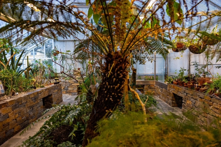 Plantehuset palme
