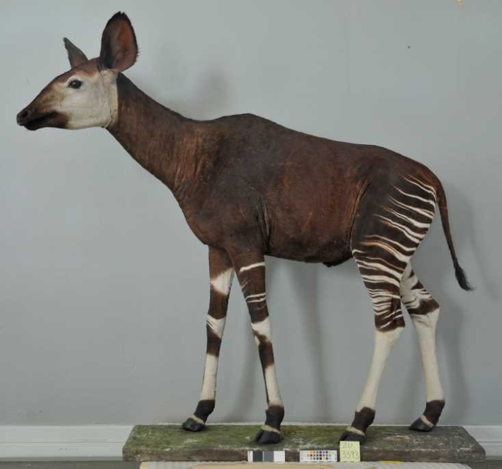 En utstoppet okapi