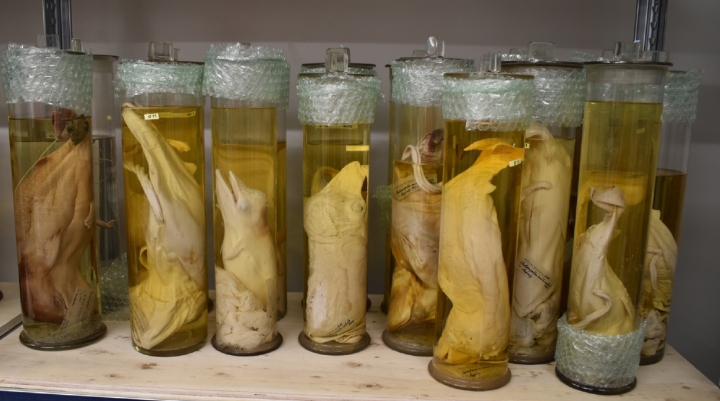 Hvalfoster på glass