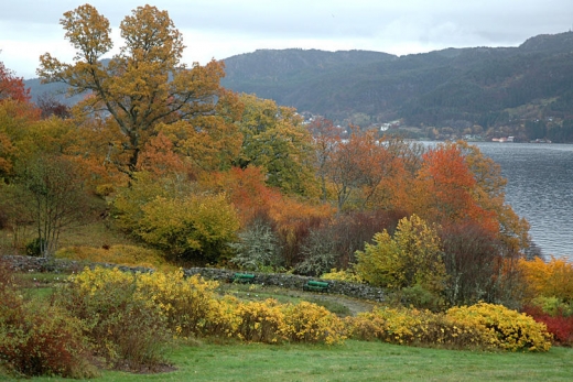 Skogen i Arboretet