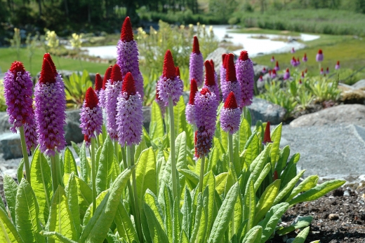 Primula vialii